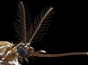 Descubren atrae mosquitos sudor humano