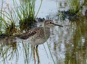 Andarríos bastardo migración