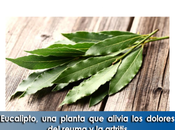 Artricenter: Eucalipto, planta alivia dolores reuma artritis
