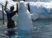 rusos probablemente usaron ballena beluga como espía. Este (investigación)