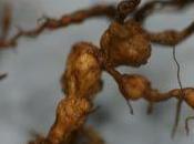 Nematodos enemigo invisible nuestras planta