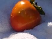 Persimón salsa queso