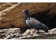 Janda, Cádiz, acoge primera colonia reproductora ibis eremita