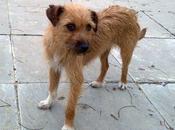 NOVEDADES URGENTE!!! Perrita mini calle (Murcia)‏