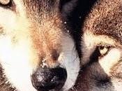 494.- bien armonía, discordancia"