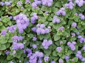 Ageratum