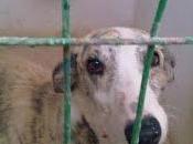 GALGO ATIGRADO PERRERA ALBACETE (perrera hellìn)