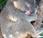 Koalas asesinos