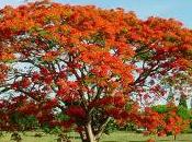 flamboyán como árbol