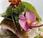¿Flores para comer?