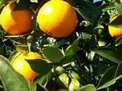 Naranjo dulce ayuda sistema inmunologico,diuretico,elimina gripe