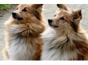 Dmitriev adoptado puma animales piensan aprenden gastan dinero?