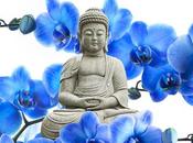 calamidad botón gusta”