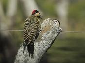 Trifulca entre carpinteros reales