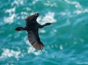 Cormoranes moñudos aparejos hasta nido