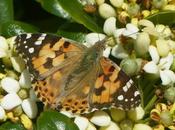 Vanesas migratorias