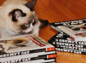 Estados Unidos: Muere siete años Grumpy Cat, gata famosa Internet