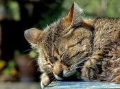 Lullaby Cat, canción duerme gatos