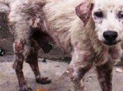 esta publicación sabrás como recaudar dinero para ayudar perros callejeros