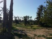 Palmeral Marrakech