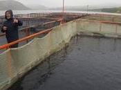 Relevan establecimientos acuícolas embalse Alicurá