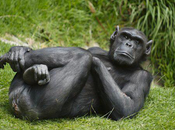 Aplican muerte asistida chimpancé geronte cáncer epitelial