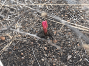 Marcharán Ciudad México favor Sierra Miguelito