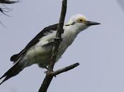 Carpintero blanco (Melanerpes candidus)