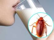 leche cucaracha alimento futuro