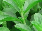 Stevia, edulcorante natural apto para diabetes