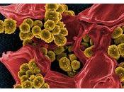 Celulares Personal Salud difunden Bacterias Patógenas
