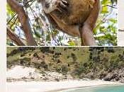 Comenta sobre destacado viaje días isla Kangaroo Laura