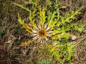 flor