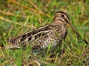 Becasina común (South-American Snipe) Gallinago paraguaiae