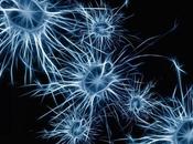 acumulación proteínas anormales cerebro sería posible marcador esquizofrenia