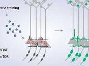 Ejercicio Físico Repetitivo induce mejor Aprendizaje