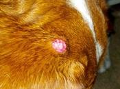 Tipos Cáncer perros