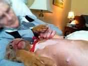 Hospitales aceptan perros cómo visitantes para curar enfermos