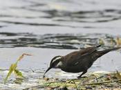 Araucanas costanera