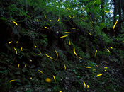 Invita edoméx vivir espectáculo natural luciérnagas