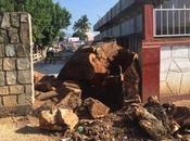 Alcaldesa Tamasopo manda talar centenario árbol