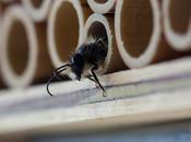 Limpiezapulido.es explica ‘cómo combatir plagas insectos verano’