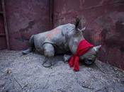 regreso Rino
