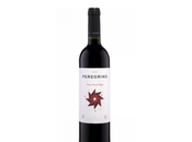 Peregrino Roble 2017