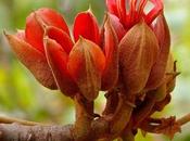 Chiranthodendron pentadactylon: árbol manitas