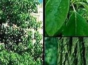 Aceite esencial Alcanfor