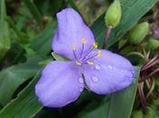 Tradescantia virginiana