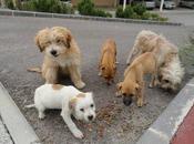 Murcia: cachorros calle preciosos‏. (murcia)