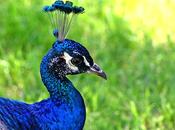 edad pavo