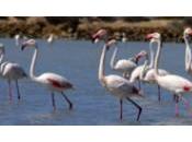 Medio Ambiente censa 10.000 parejas flamenco 5.000 morito